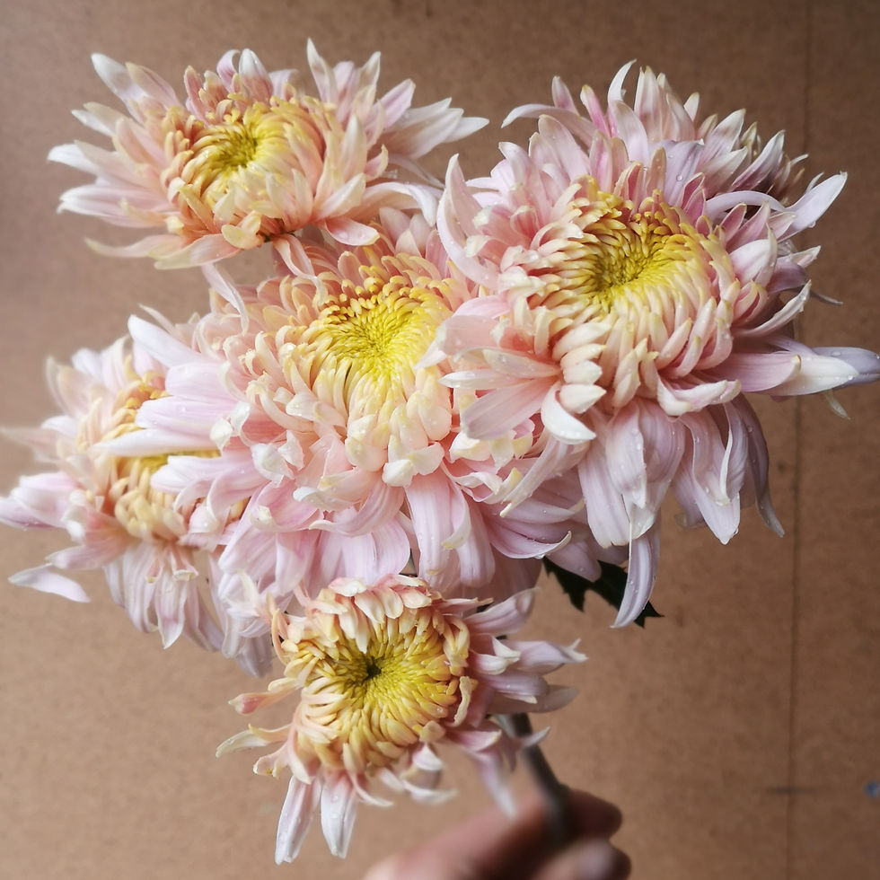 Thumbnail: Chrysanthemum Plant - Seaton's J'adore