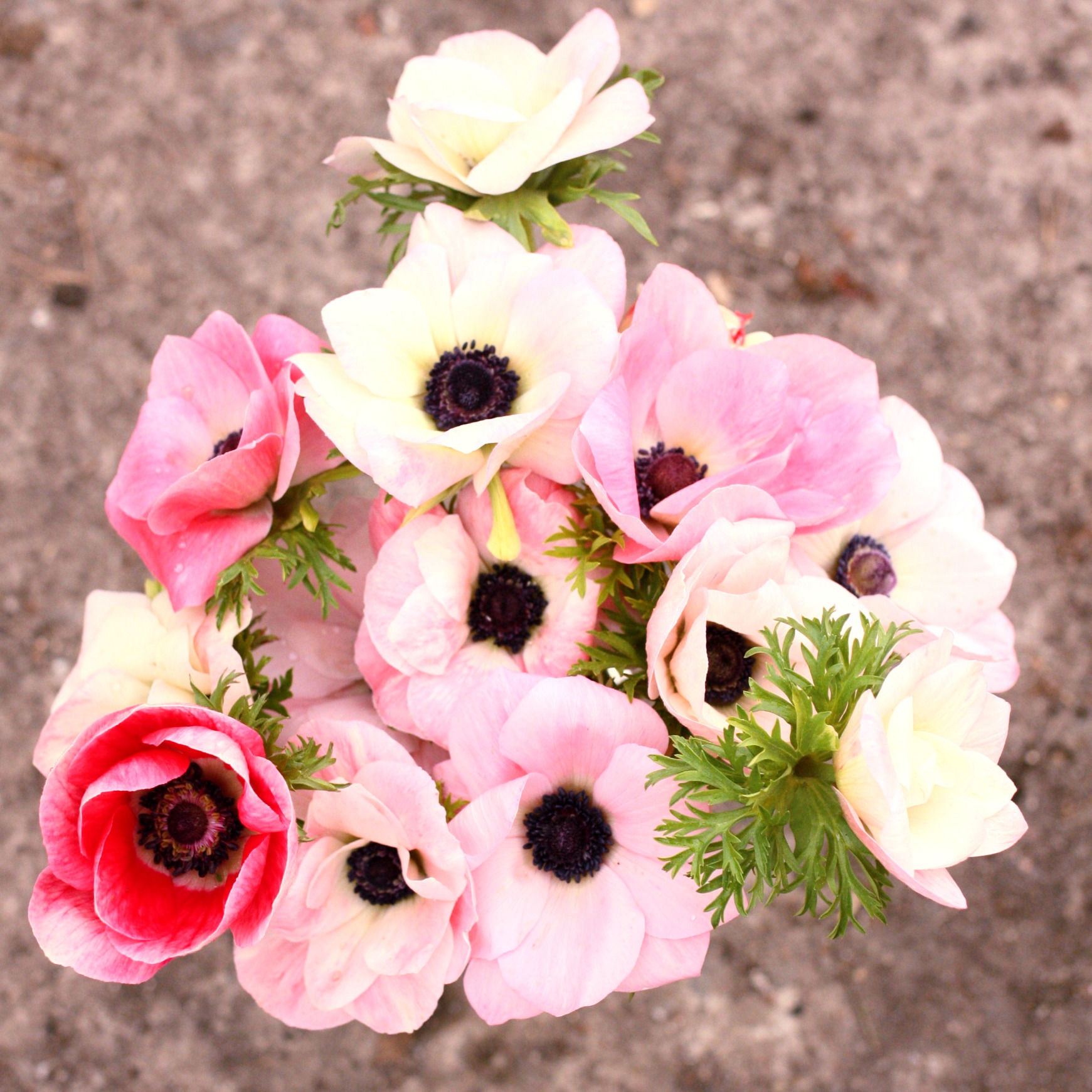 Italian Anemone Corms -Rosa Chiaro