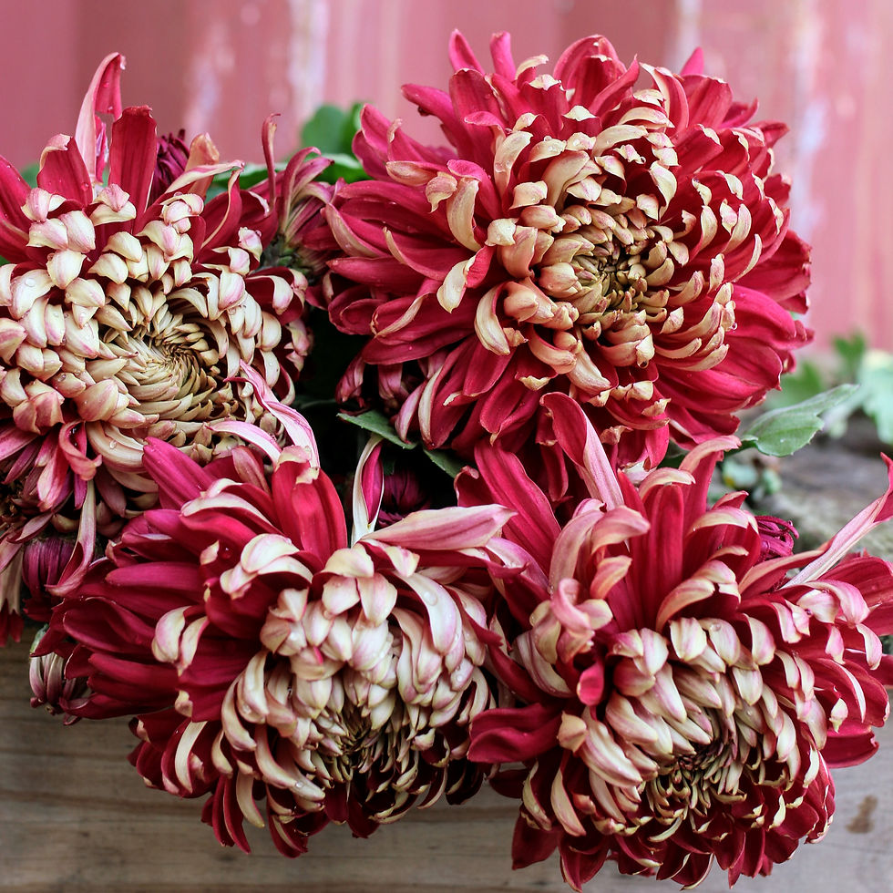 Chrysanthemum Plant - Patricia