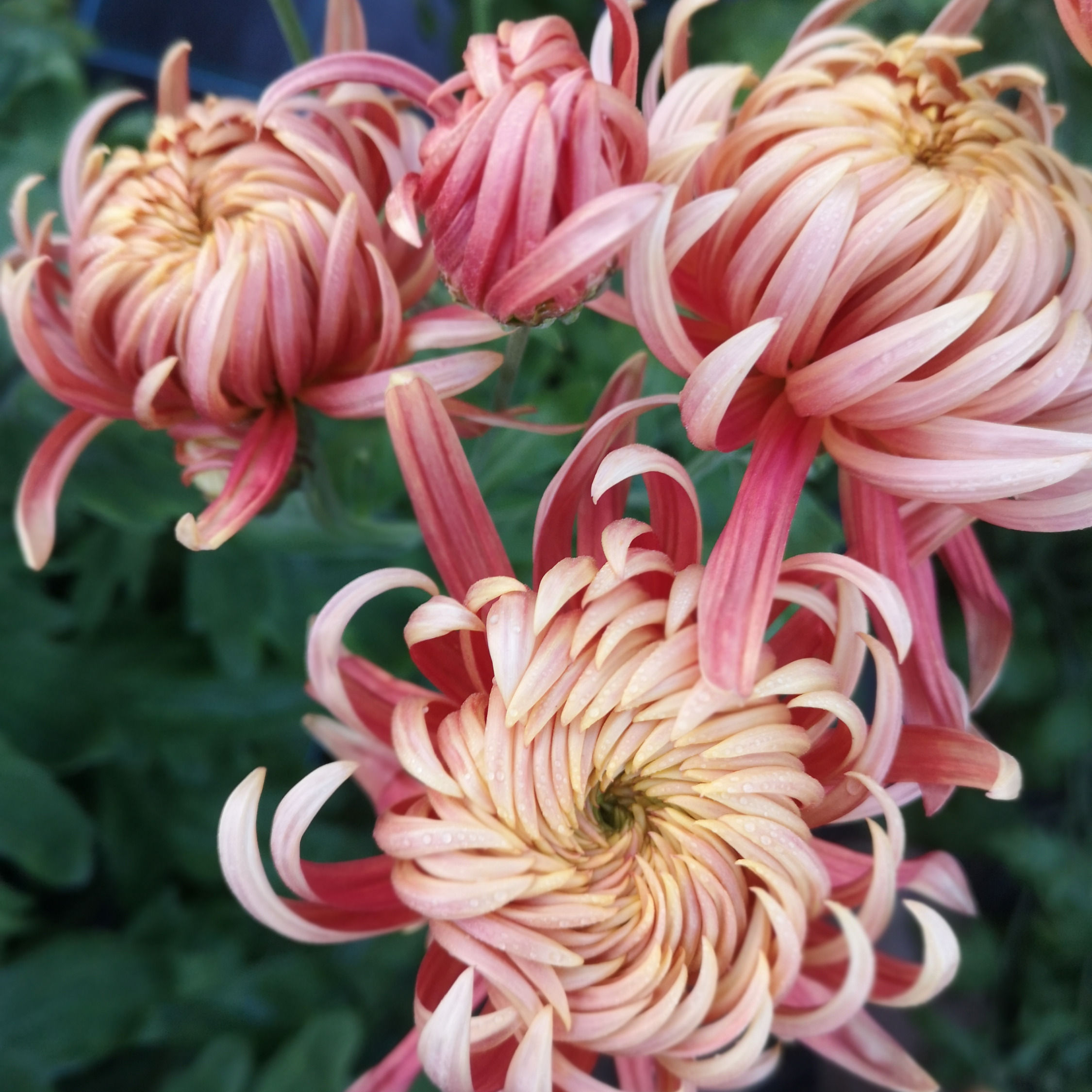 Chrysanthemum Plant - Seaton's Nectar