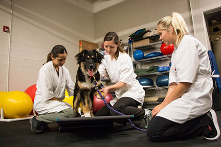 vetmed-pet-rehab.jpg