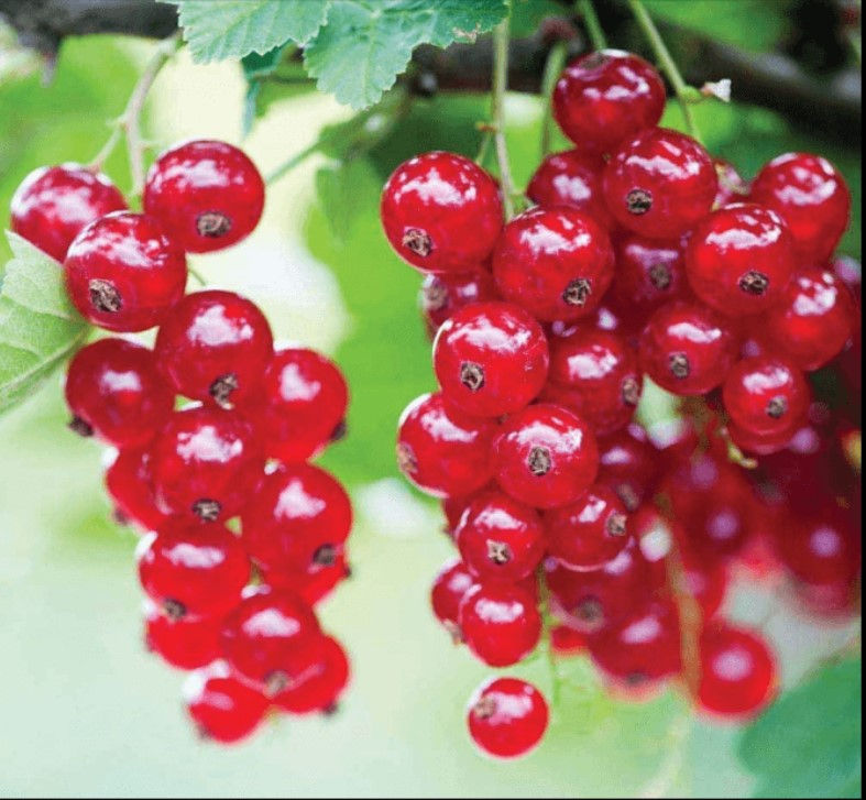 Currant - Mystery/Unlabeled (Red)