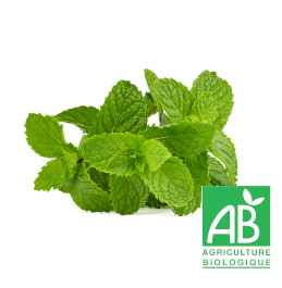 MENTHE VERTE | AB