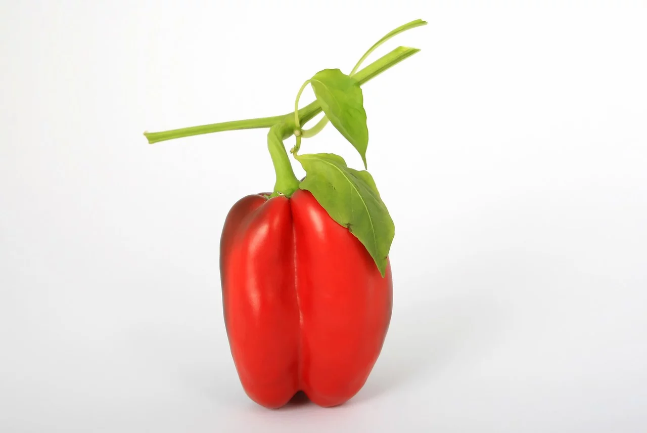 POIVRON LAMUYO F1
