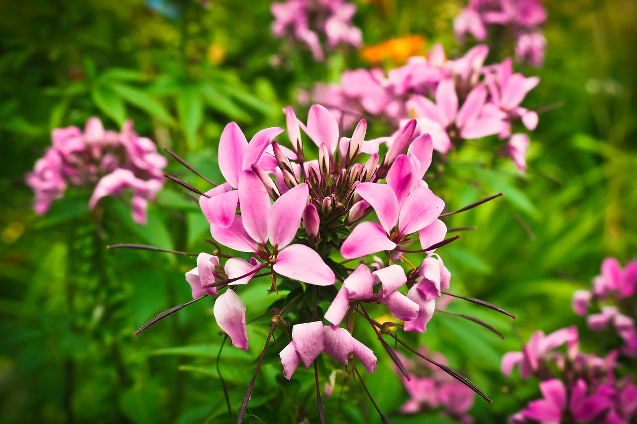 CLEOME