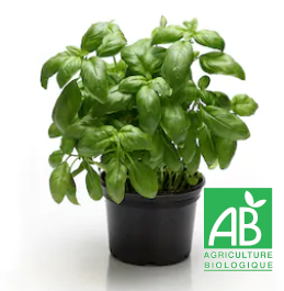 BASILIC GRAND | AB