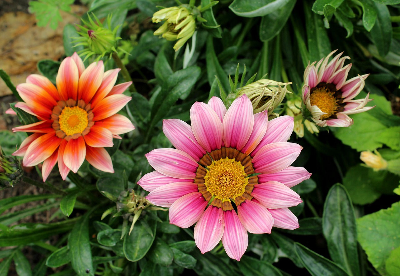 GAZANIA