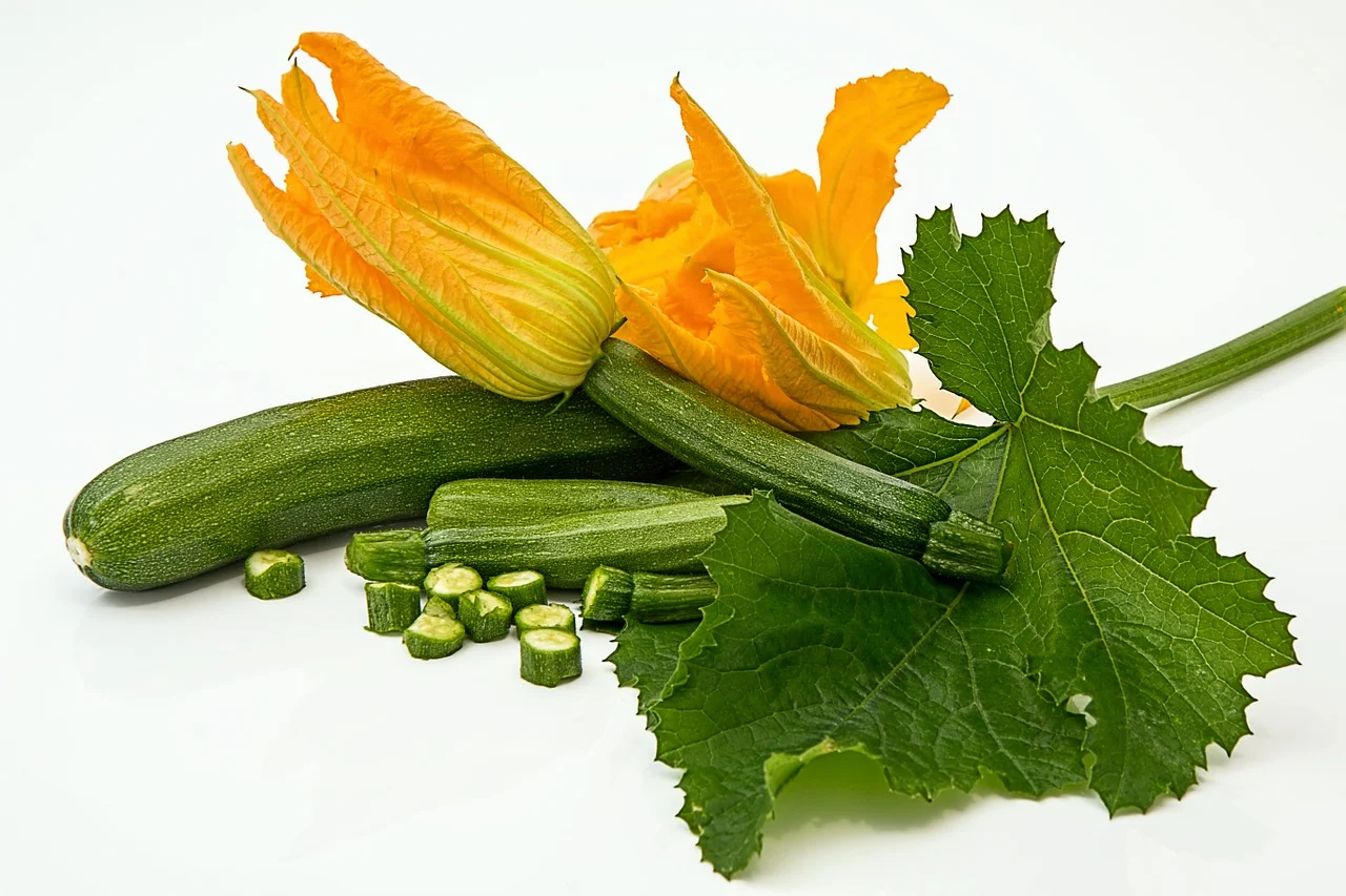 COURGETTE ASTIA F1