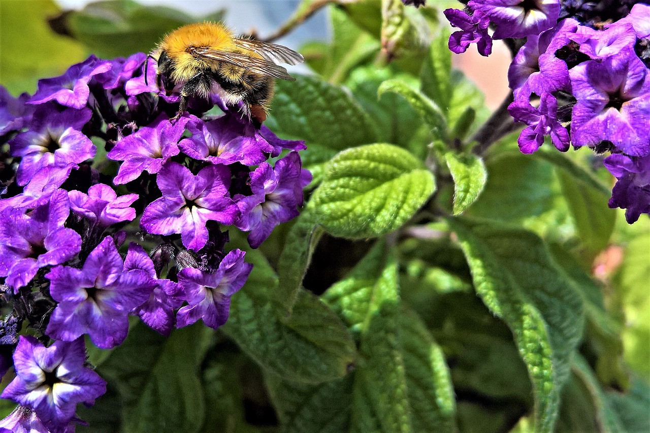 HELIOTROPE