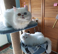 Lumi + Yuko1.jpg