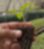 Small Plant Fertilizer