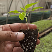 Seedling In Hand