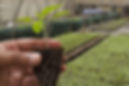 Small Plant