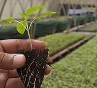 petite plante