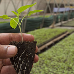 My Journey Into Propagation - 4 Lessons I've Learned