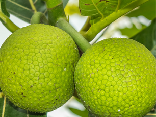 Ingrediente del Mes: Pana