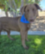 Rudy is 6 Months Old