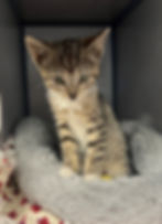 Kittens - ADOPTED