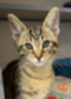 Kali is 10 Weeks Old
