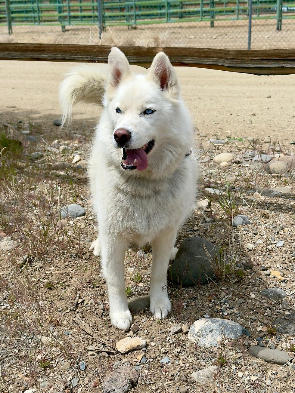 Romeo is 3 Years Old