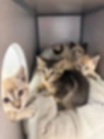 Kittens