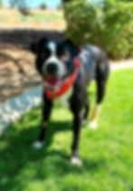 Apollo is almost 2 years old