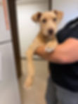 Breezy is 10 weeks old