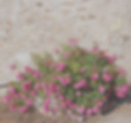 fleur_edited_edited.jpg