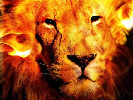ANIMA TESTARDA!