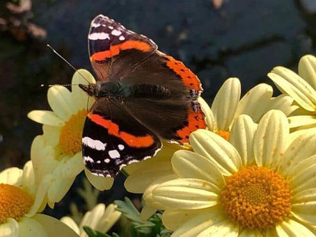 POSATI CON FOLLIA
