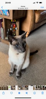Missing Cat content media