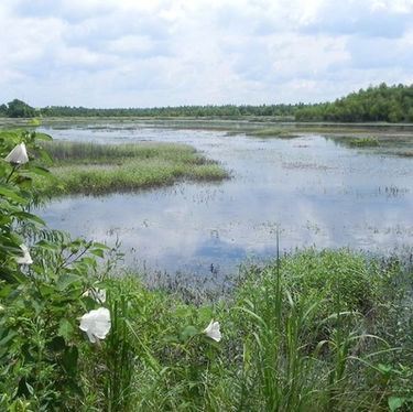 The Fight to Protect Illinois' Endangered Habitat 