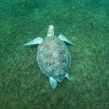 tortue guadeloupe reserve cousteau