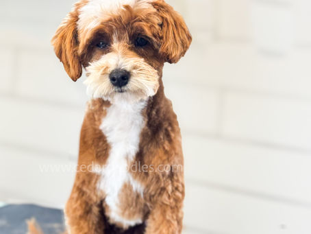 How to Socialize Your Teddybear Mini Goldendoodle Puppy: The Ultimate Guide