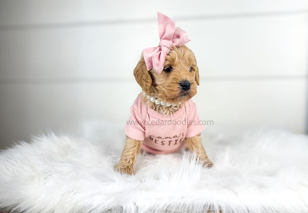 teddybear micro mini goldendoodle puppy_edited_edited.jpg