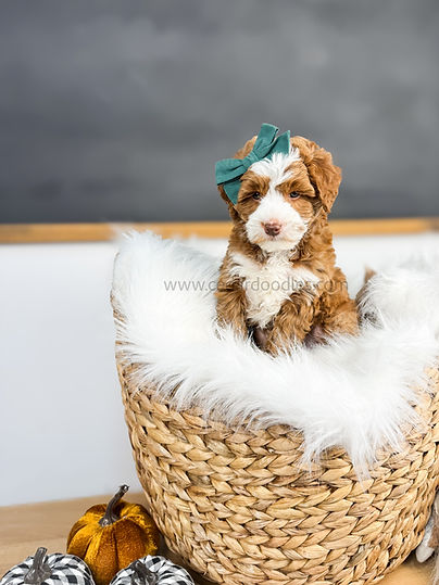 micro mini goldendoodle puppies for sale near dallas texas