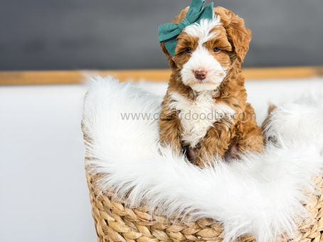 Choosing the Perfect Teddybear Micro Mini Goldendoodle Puppy