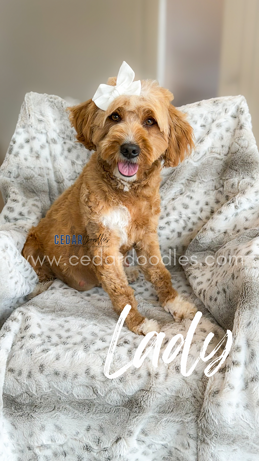 teddybeargoldendoodle red and white abstract