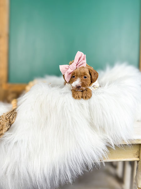 micro mini goldendoodles for sale near me