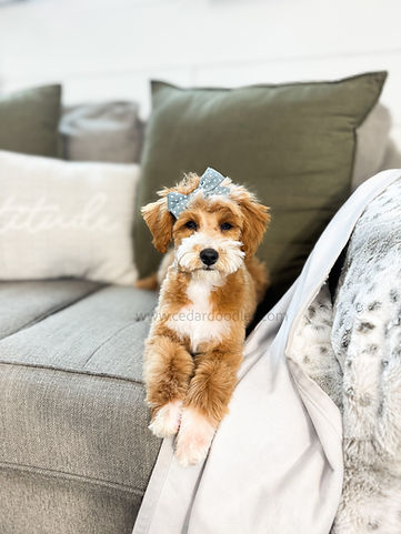 teddybear mini goldendoodle puppy