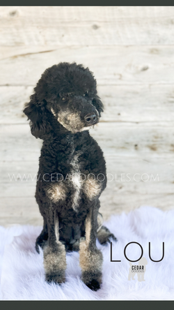 Teddybear Abstract, Black Phantom Poodle