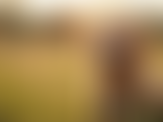 What to Know Before Bringing Home a Goldendoodle Puppy