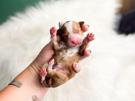 Understanding the Popularity of Doodle Puppies