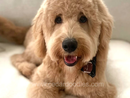 Goldendoodle Puppies are they good family dogs? A complete guide!