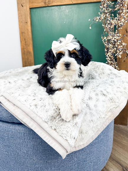 micro mini teddybear bernedoodle near me