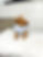 micro mini goldendoodle puppies near me