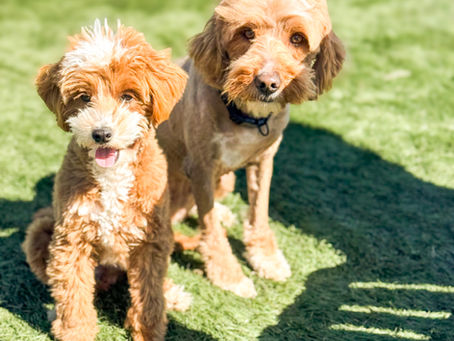 Why Mini Goldendoodle Puppies Are Perfect for Hot  Climates