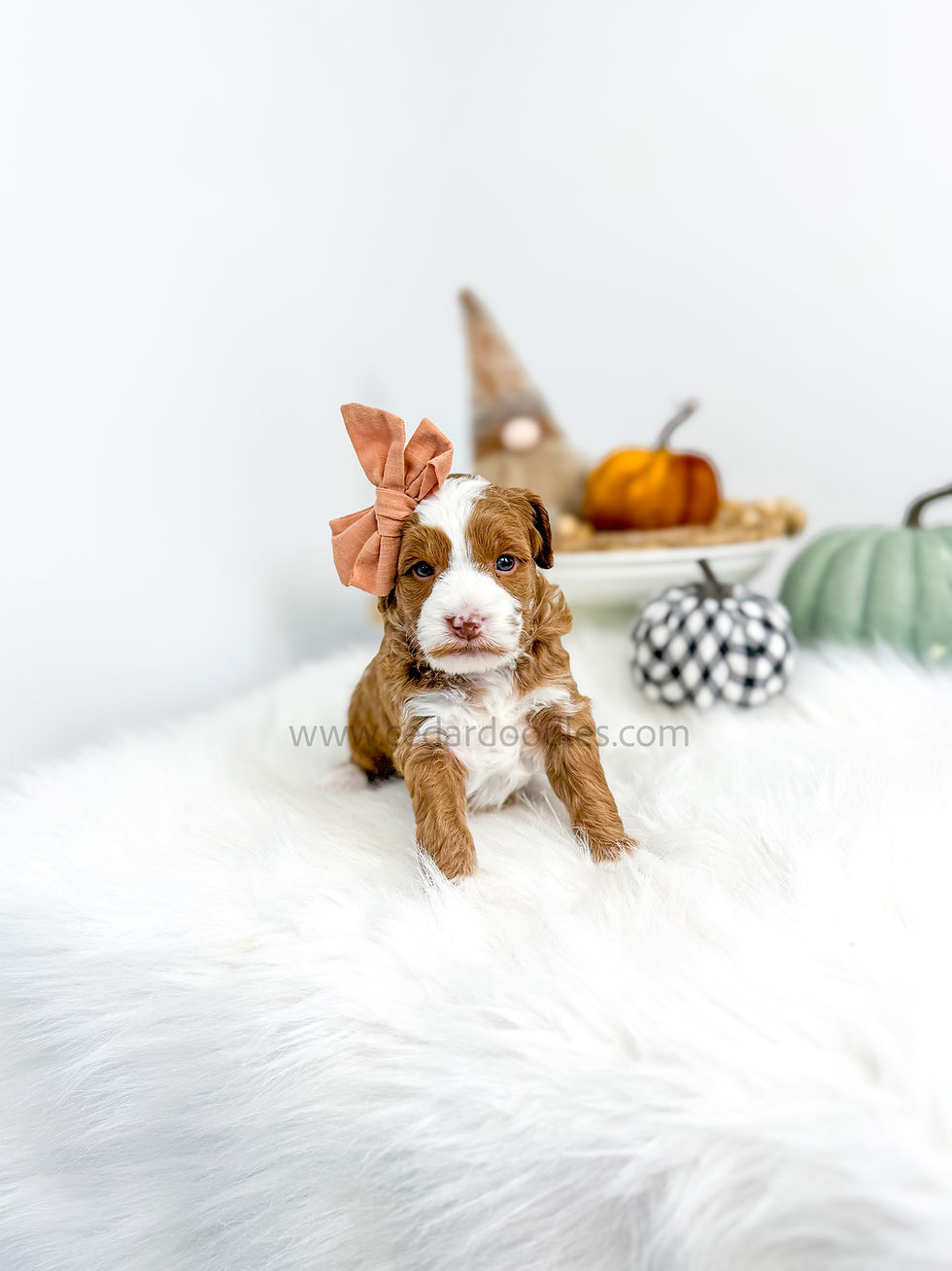 🐶 Teddy Bear Micro Mini Goldendoodles: The Complete Guide for New Owners