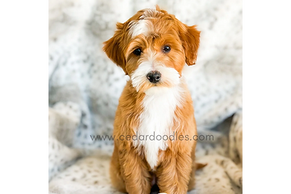 goldendoodle puppies for sale in california