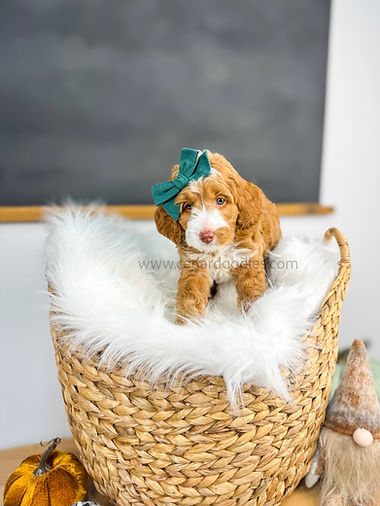 micro mini goldendoodle puppies for sale park city utah